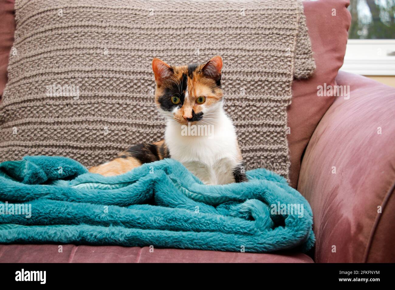 Calico gattino alzandosi dal suo pisolino sul divano Foto Stock