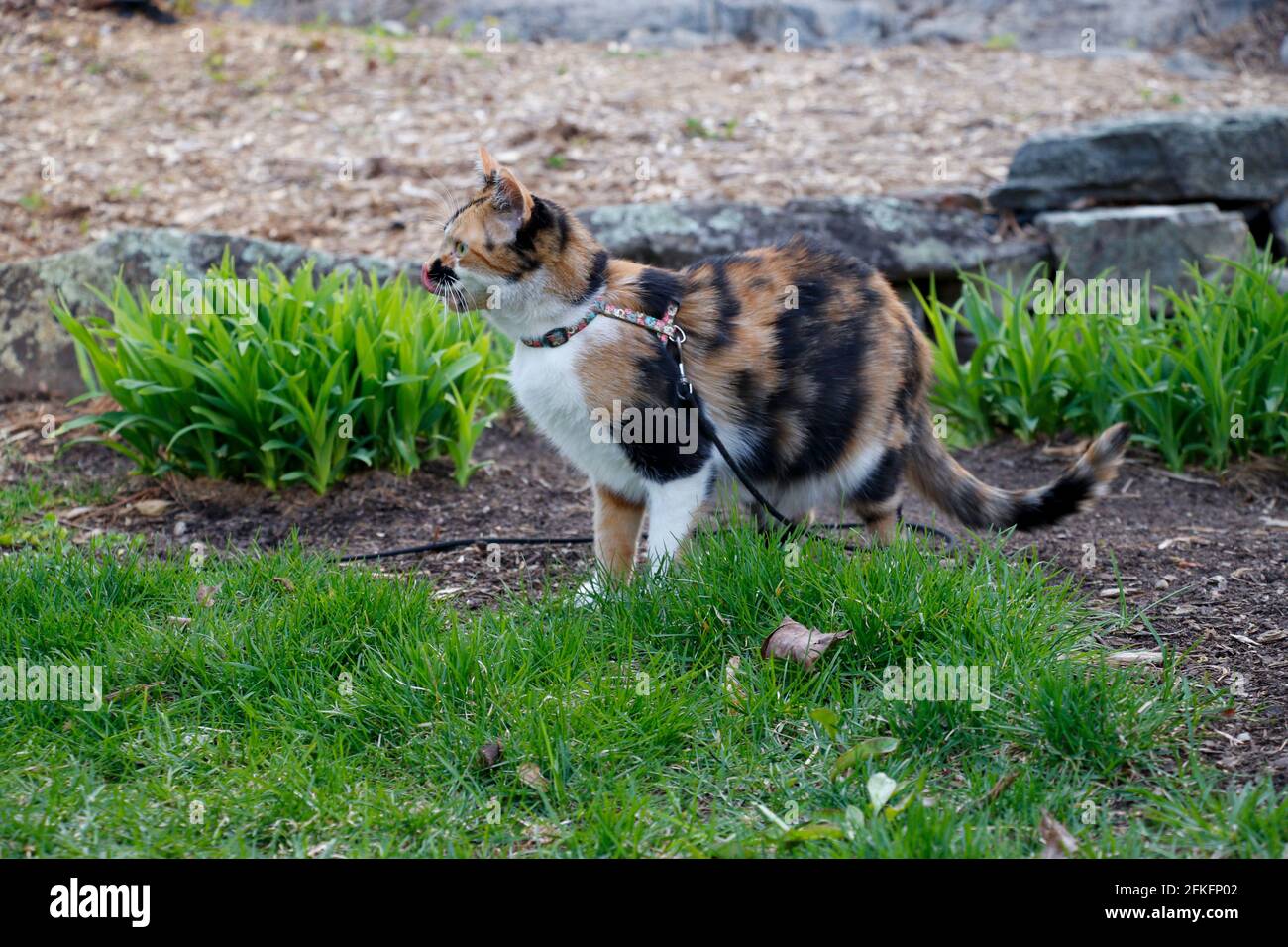 Calico gattino in un giardino in primavera - vista laterale con la lingua fuori Foto Stock