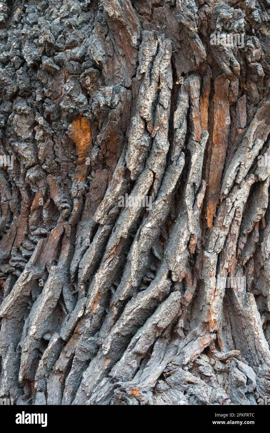 Quercus robur corteccia tessitura vecchio tronco di quercia comune Foto Stock