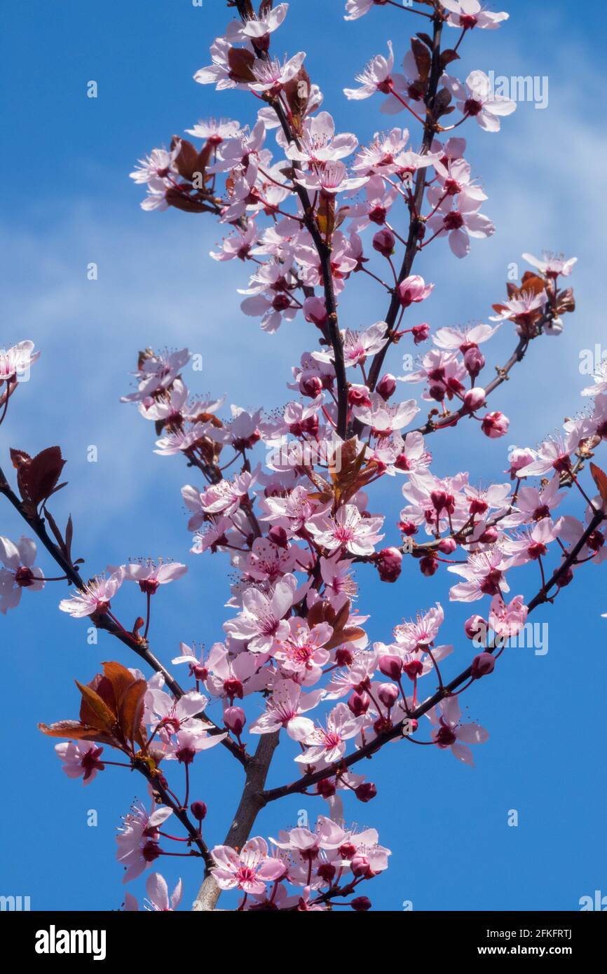 Prugna di ciliegia, Prunus cerasifera Nigra contro il cielo blu Foto Stock