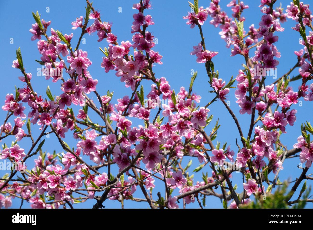 Prunus persica fioritura Peach fiorisce Foto Stock