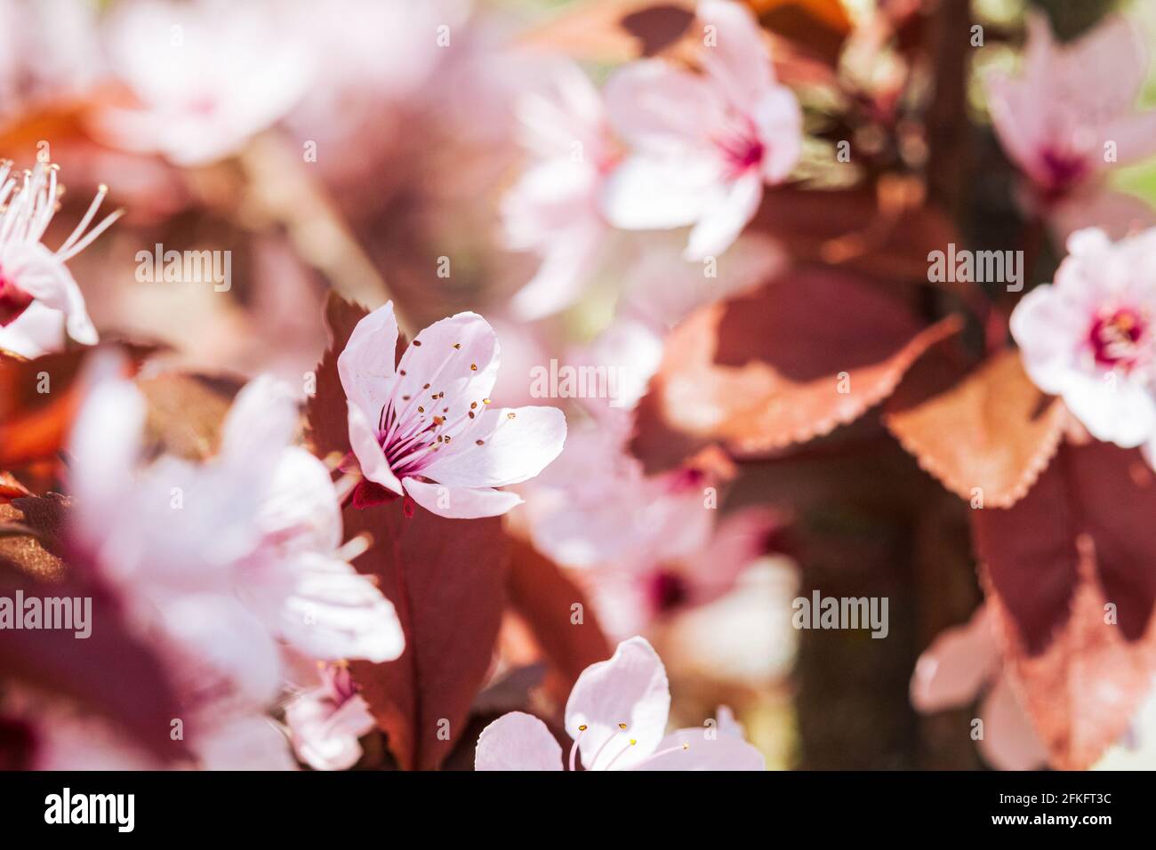 Frutti di prugne fiori rosa in fiore sul ramo dell'albero, stagione primaverile, fuoco selettivo. Foto Stock