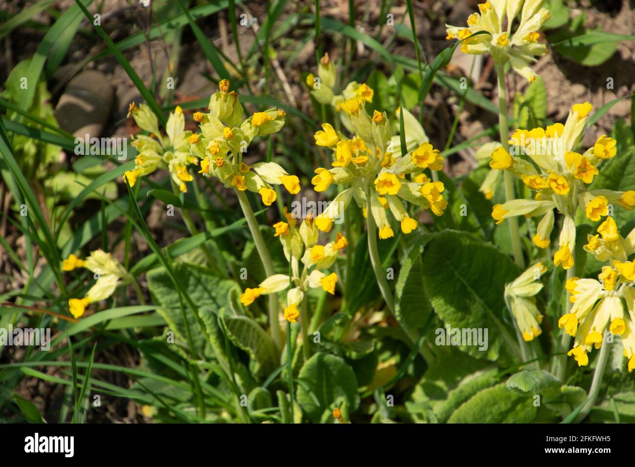 Cowslip Primula veris Primula officinalis in piena fioritura Foto Stock