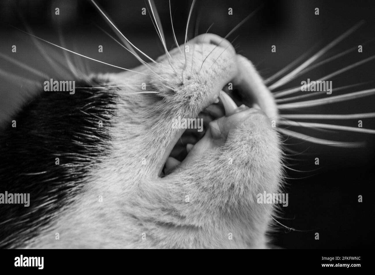 Particolare della mascella di un giovane bianco e nero cat in bianco e nero Foto Stock