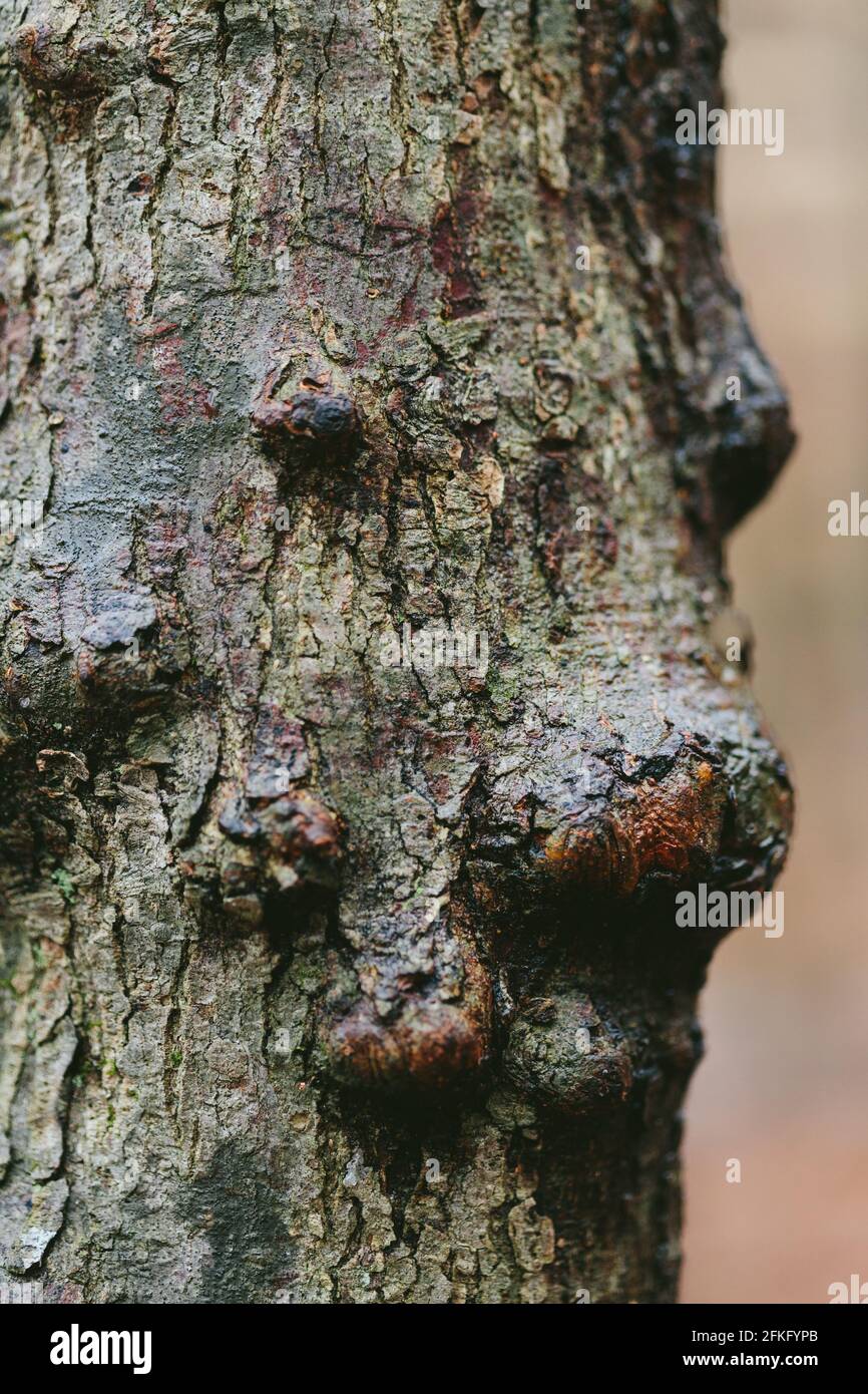 Primo piano fotografia di legno annodato e corteccia di albero Foto Stock