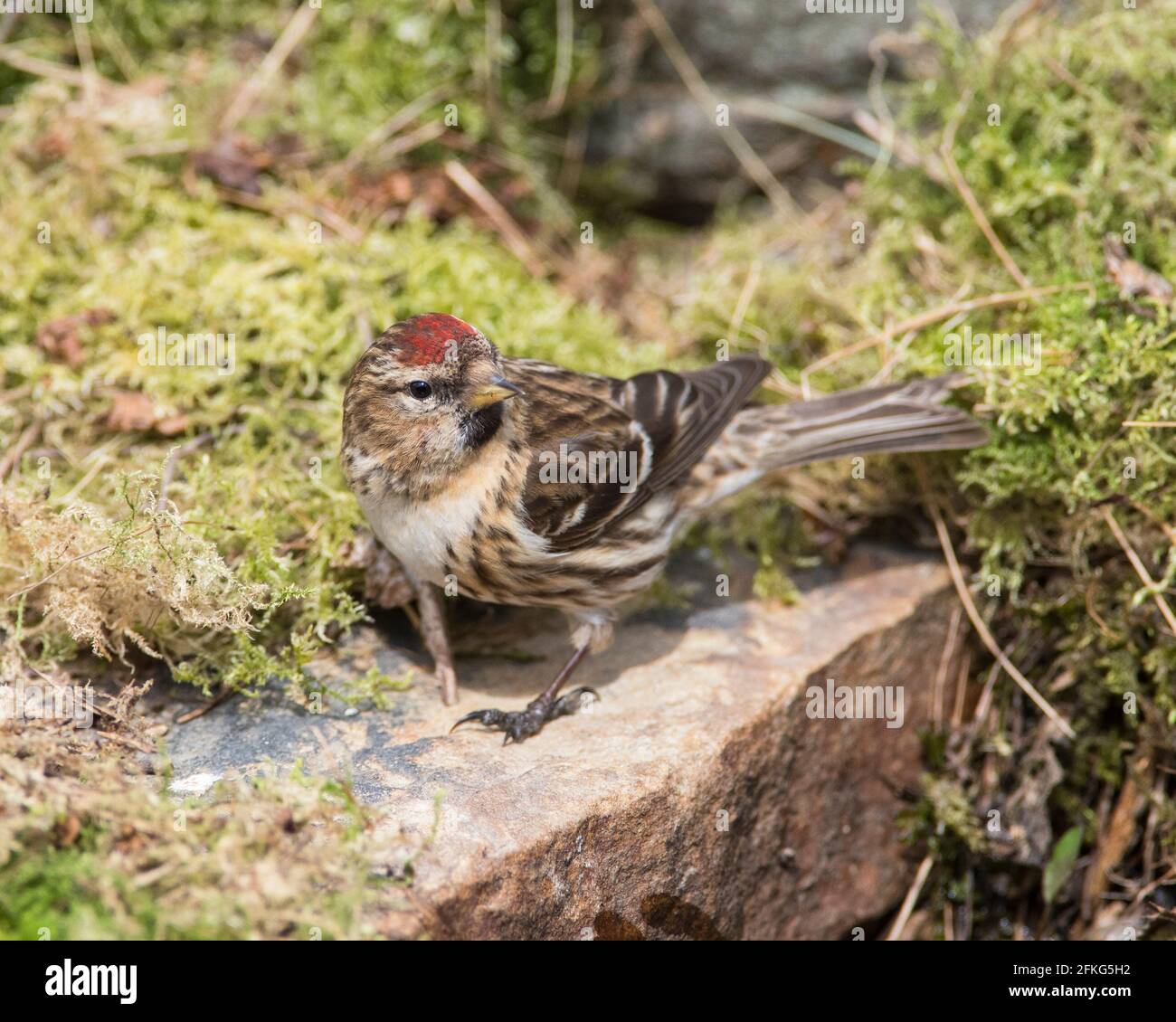 Redpoll comune (Carduellis flammea) in una piscina per bere. Foto Stock