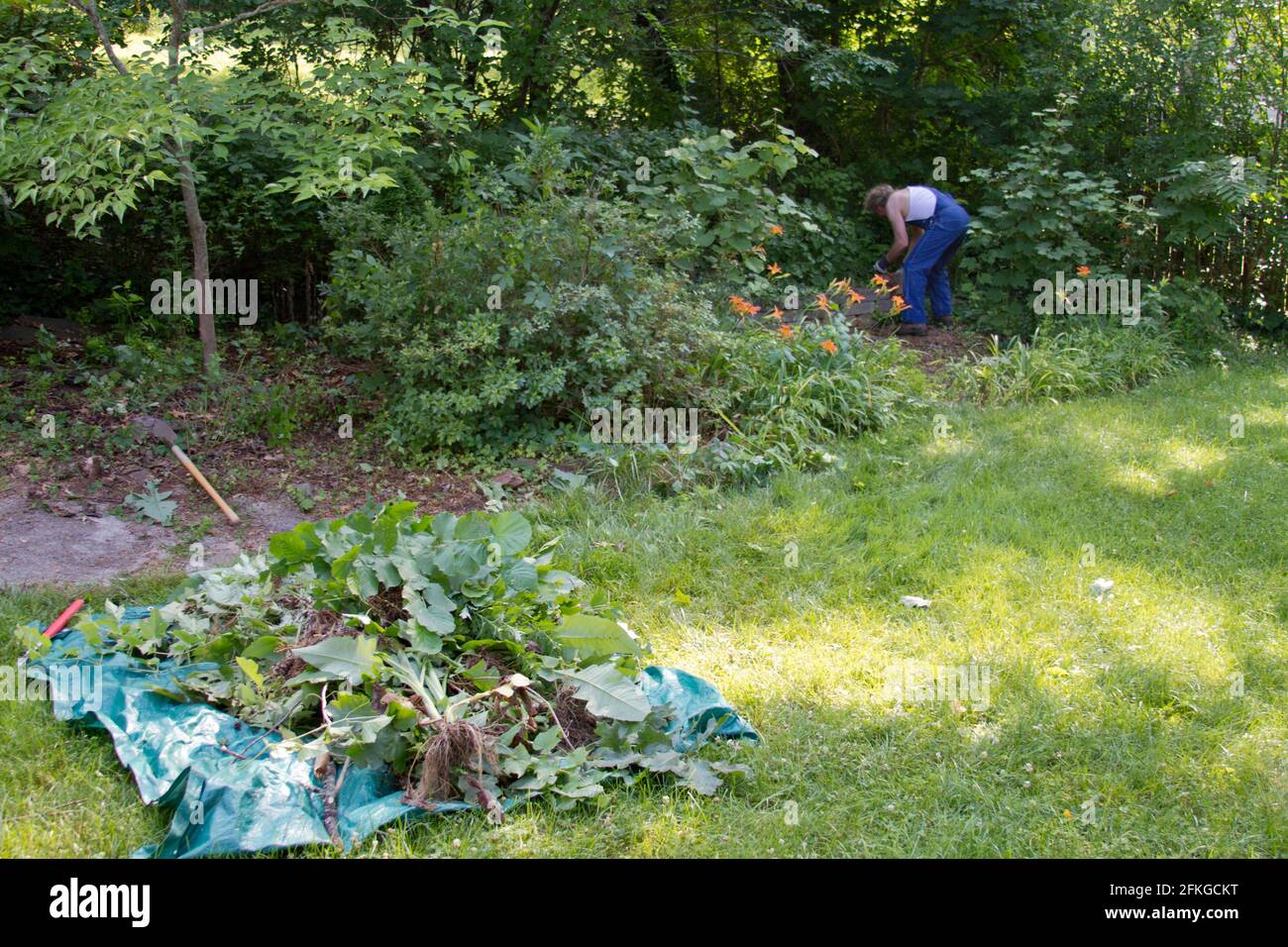 Un uomo energenico tira le erbacce estive amassando un mucchio grande di  piante su un tarp pronto per essere trascinato via per lo smaltimento Foto  stock - Alamy