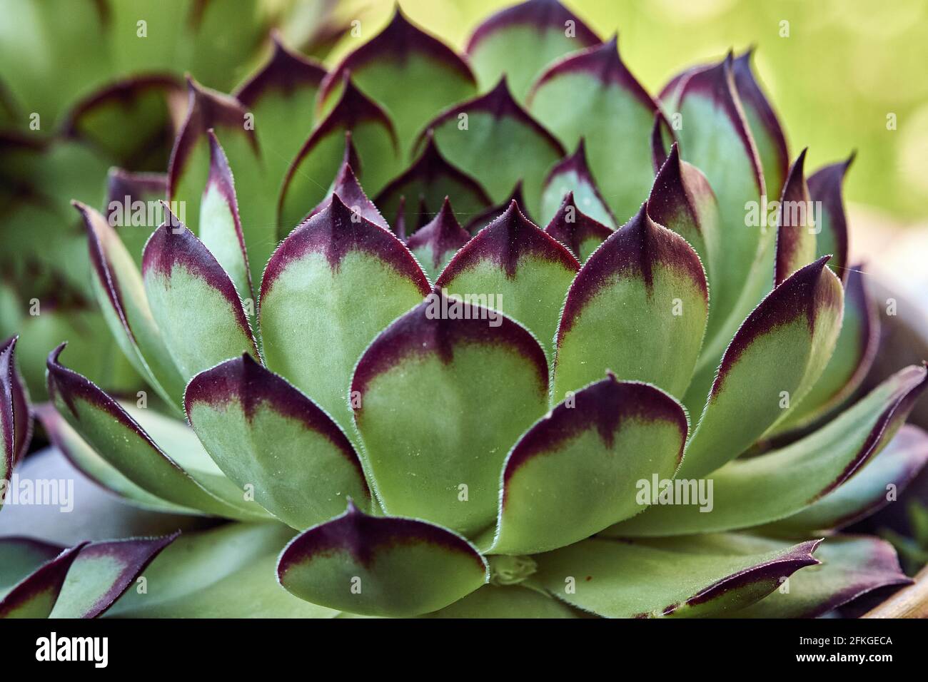 Primo piano di una bella Houseleek sul giardino botanico Foto Stock