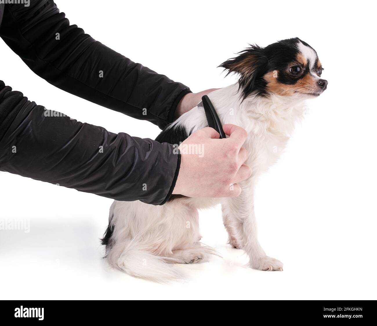 chihuahua viene spazzolato con un pettine su sfondo bianco Foto Stock