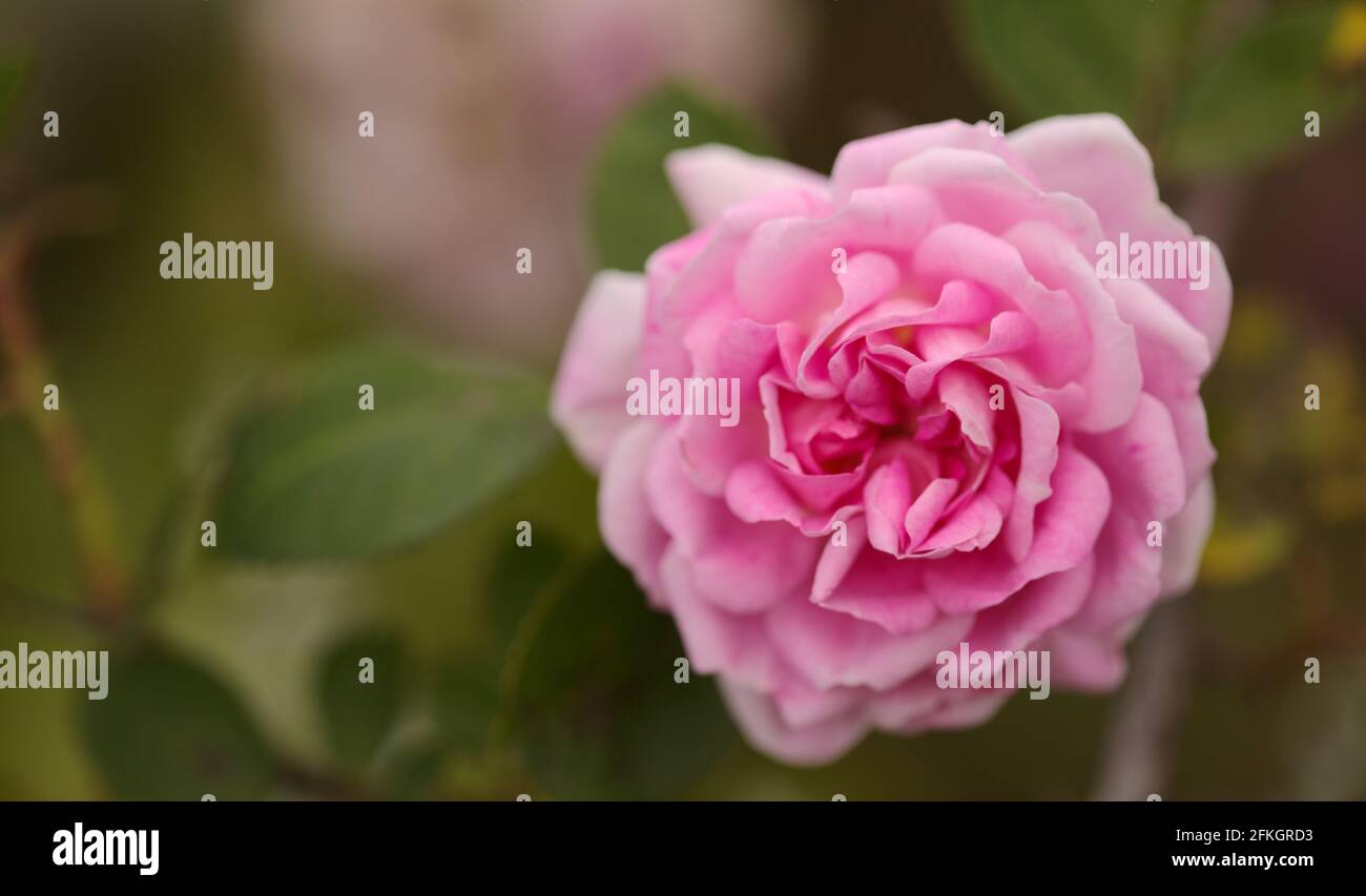Rosa cavolo vecchio stile rosa, completamente aperto, sfondo naturale macro floreale Foto Stock