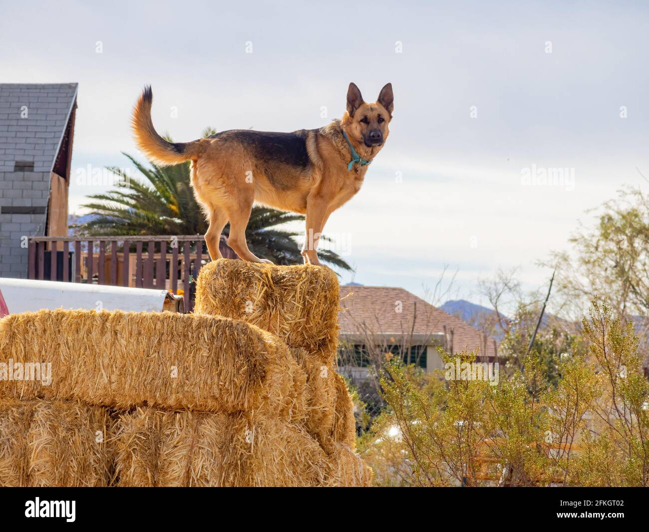 Primo piano del simpatico Pastore tedesco in piedi in una fattoria a Las Vegas, Nevada Foto Stock
