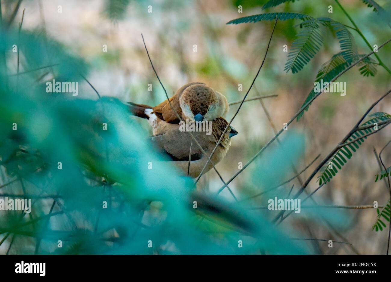 Silverbill o bianco-thorated monia è un piccolo uccello passerino trovato in qatar. Messa a fuoco selettiva Foto Stock