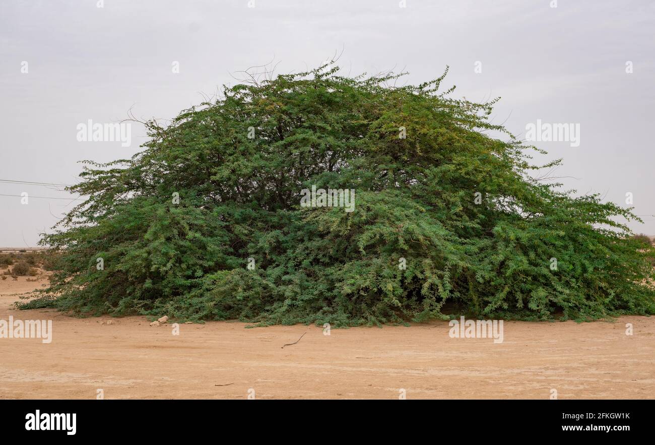 Un unico Prosopis juliflora albero nel mezzo di un deserto di al jumayliyah in qatar. Foto Stock