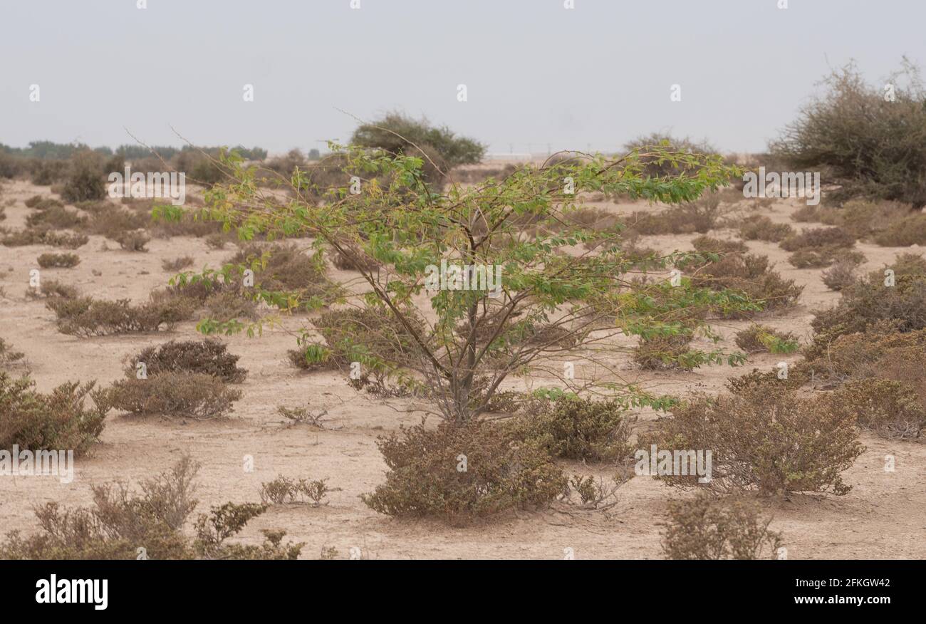 Un unico Prosopis juliflora albero nel mezzo di un deserto di al jumayliyah in qatar. Foto Stock