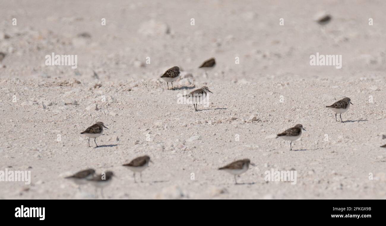 uccello sandpiper, sulla riva del qatar. fuoco selettivo Foto Stock