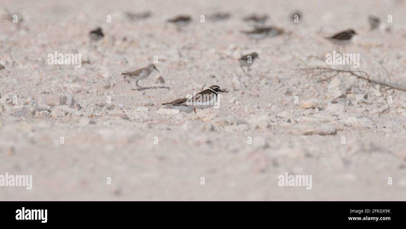 Plover grigio, Pluvialis squatarola, sulla riva del qatar. Fuoco selettivo Foto Stock