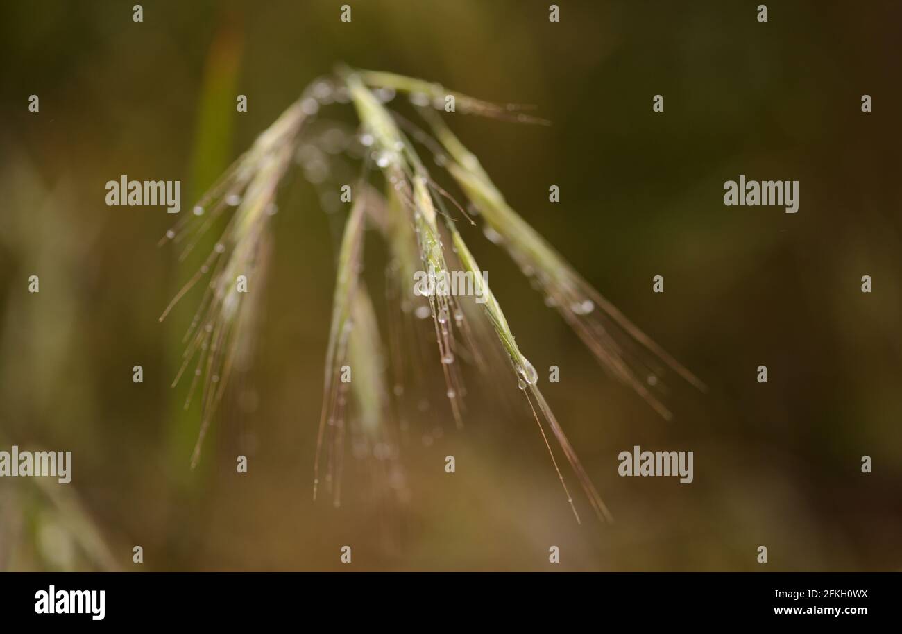 Flora di Gran Canaria - avena fatua avena selvatica comune sfondo naturale macro floreale Foto Stock