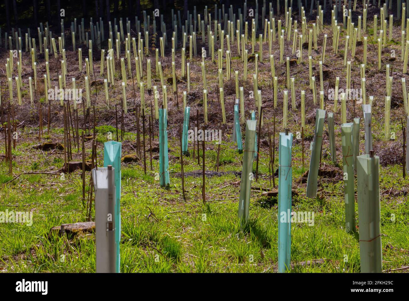 Albero vivaio nella foresta, tubi di plastica che proteggono i giovani pianta Foto Stock