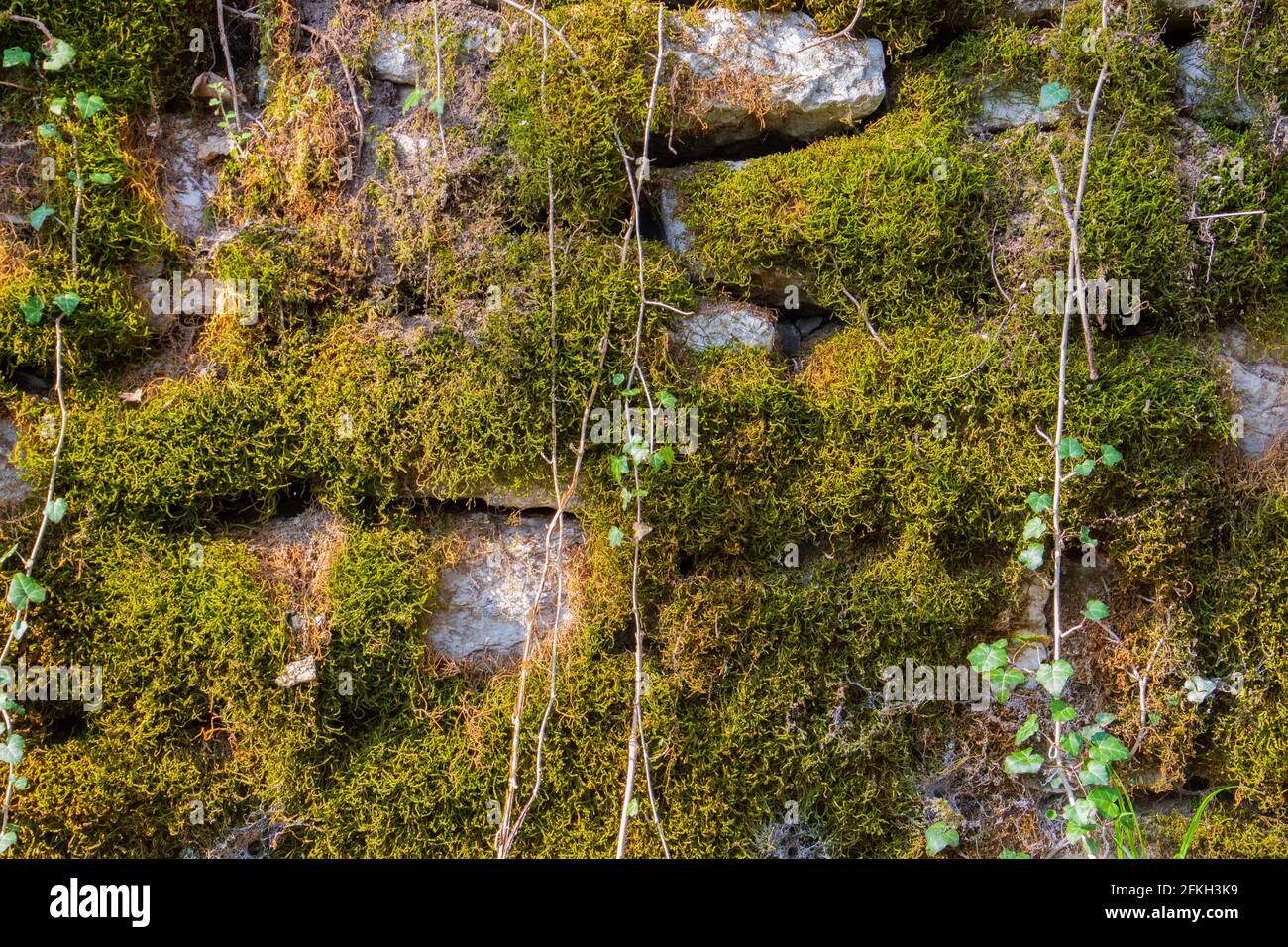 Vecchio muro di pietra naturale coperto di muschio verde e marrone e l'edera per sfondo naturale Foto Stock