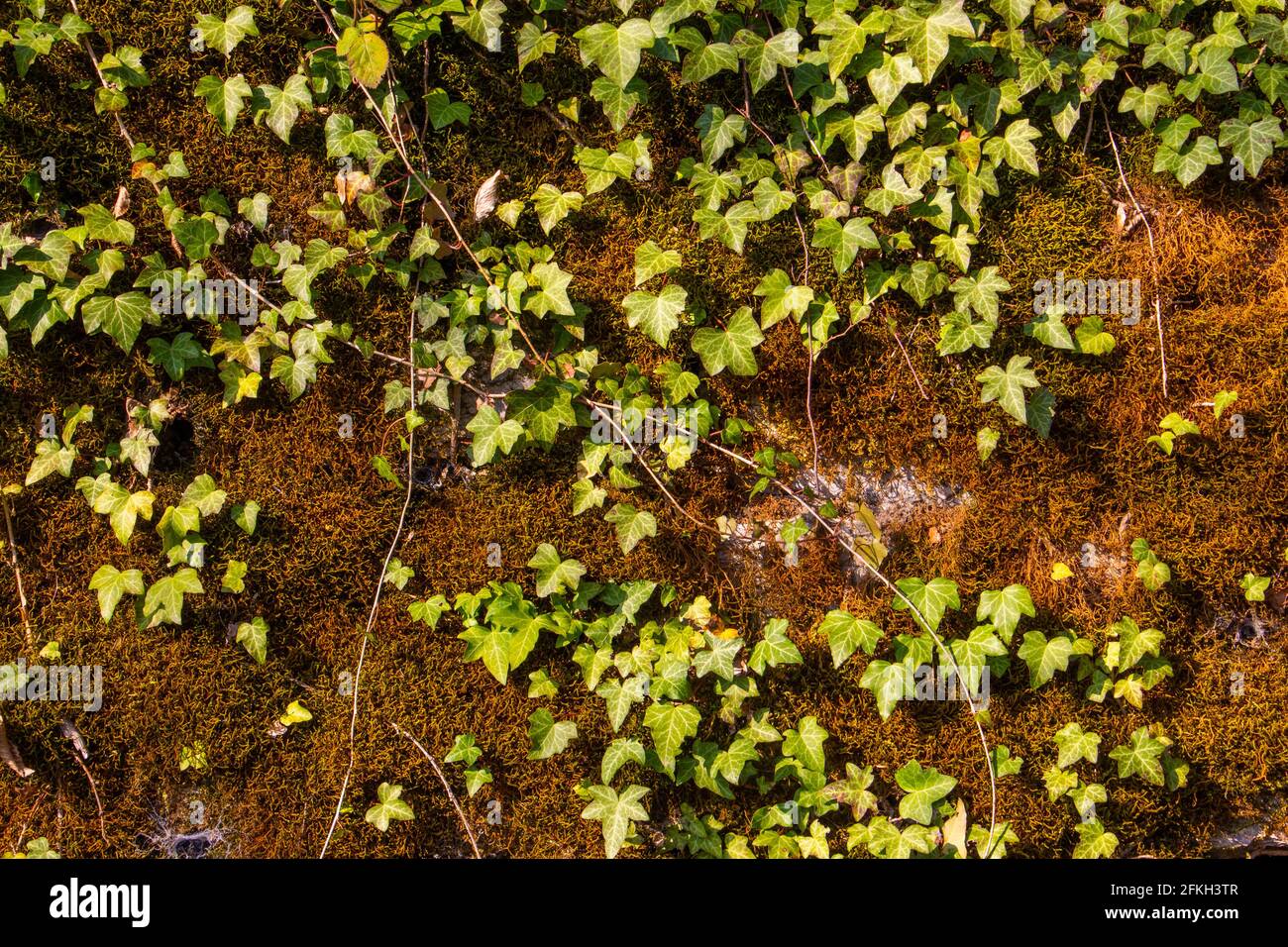 Vecchio muro di pietra naturale coperto di muschio verde e marrone e l'edera per sfondo naturale Foto Stock