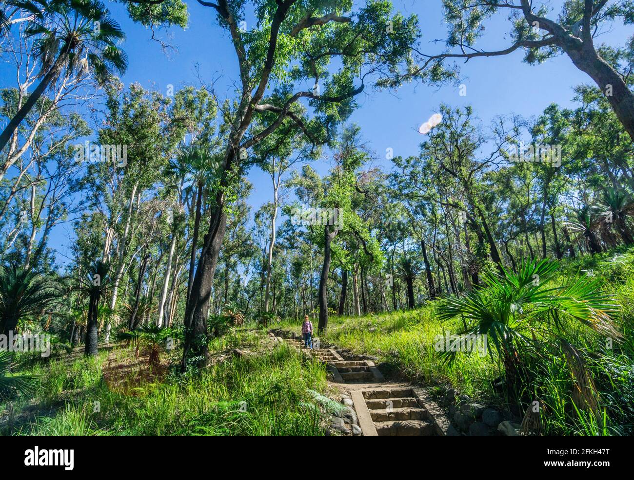 Percorso escursionistico attraverso il Parco Nazionale di Carnarvon nella cintura di arenaria del Queensland Centrale, Regione di Maranoa, Queensland, Australia Foto Stock