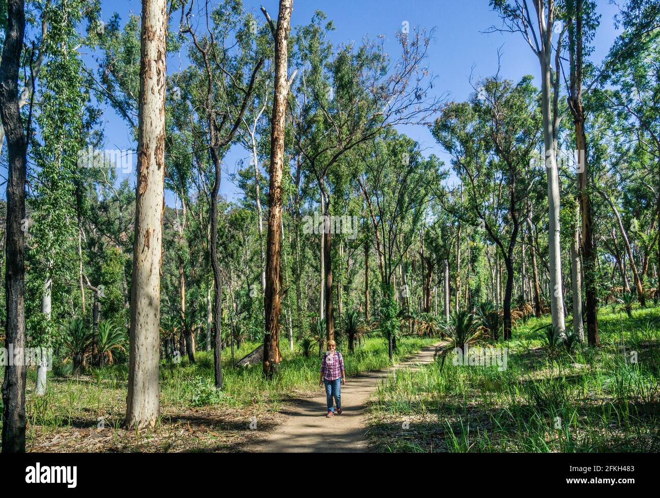 Percorso escursionistico attraverso il Parco Nazionale di Carnarvon nella cintura di arenaria del Queensland Centrale, Regione di Maranoa, Queensland, Australia Foto Stock