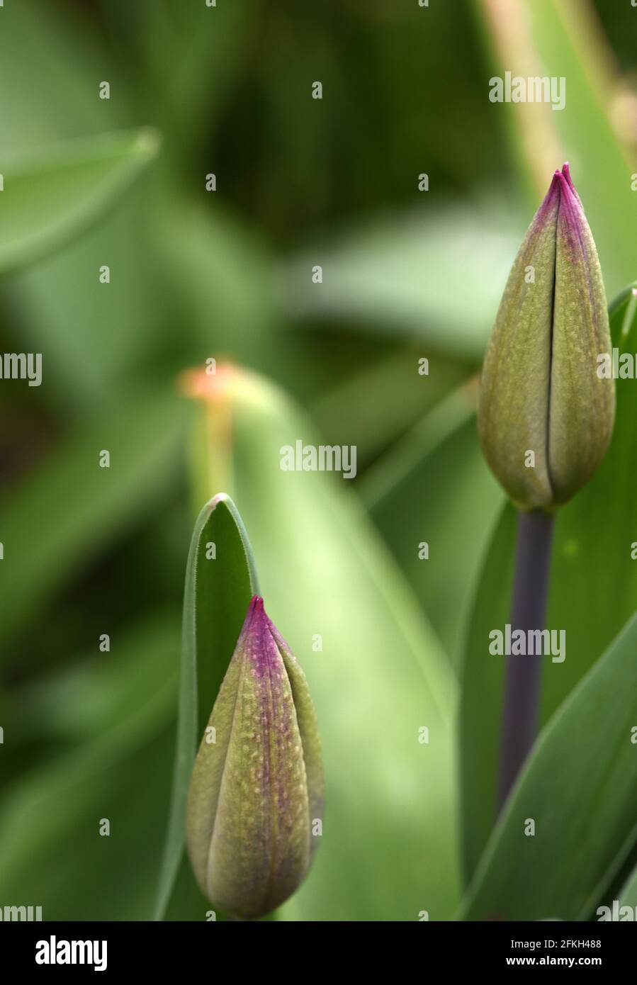 I petali non aperti di un fiore viola di tulipano fioriscono contro sfondo verde in un giardino Foto Stock