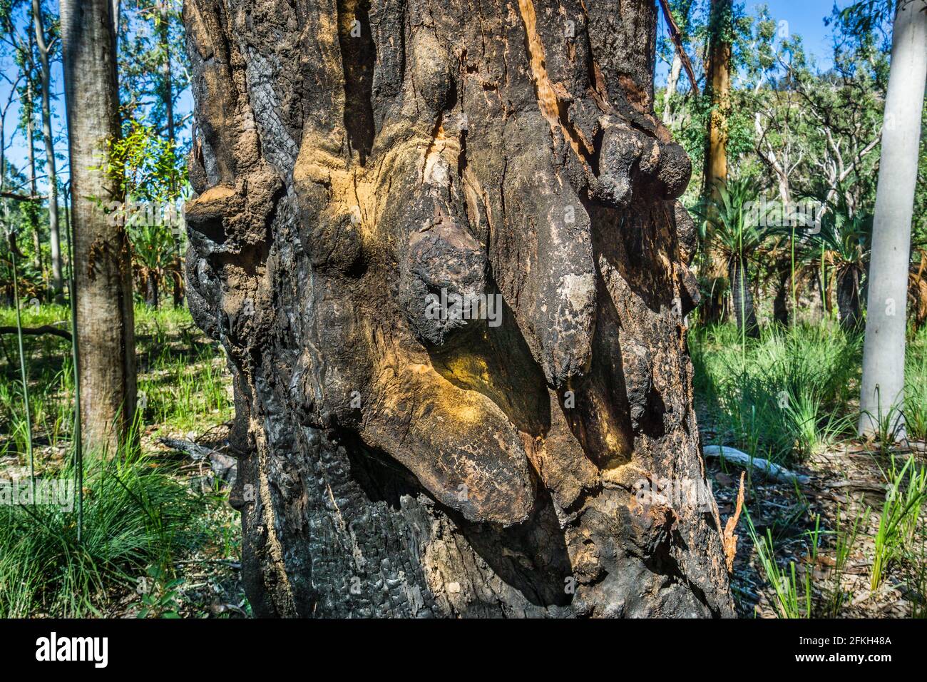 Forme bizzarre su un tronco di alberi intemperie e bruciati al Parco Nazionale di Carnarvon nella cintura di arenaria del Queensland Centrale, Regione di Maranoa, Queensland, A. Foto Stock