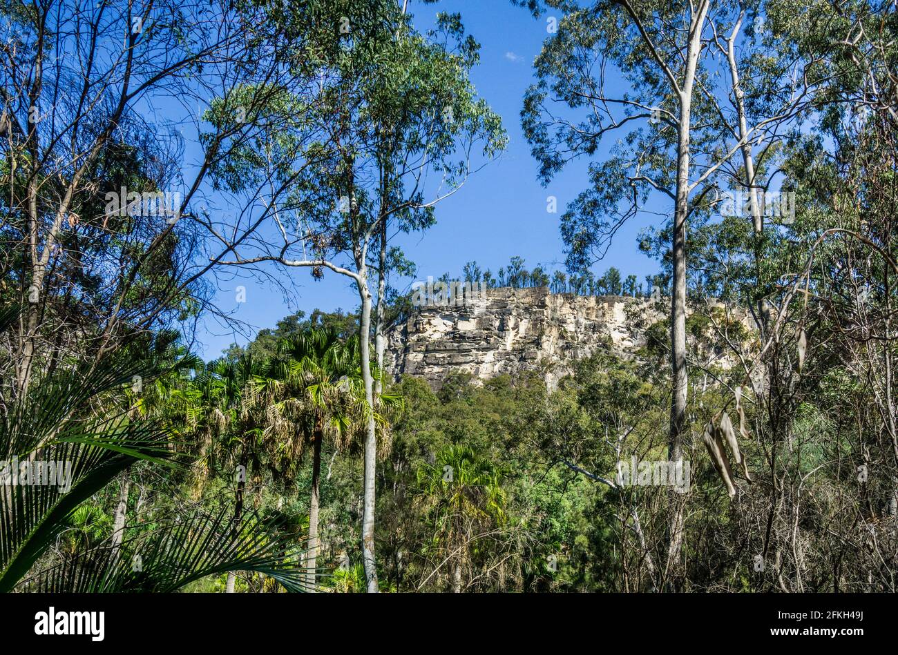 Scorci delle pareti rocciose della gola di Carnarvon dalla foresta mista del Parco Nazionale di Carnarvon, nella cintura di arenaria del Queensland centrale, nella regione di Maranoa, Foto Stock