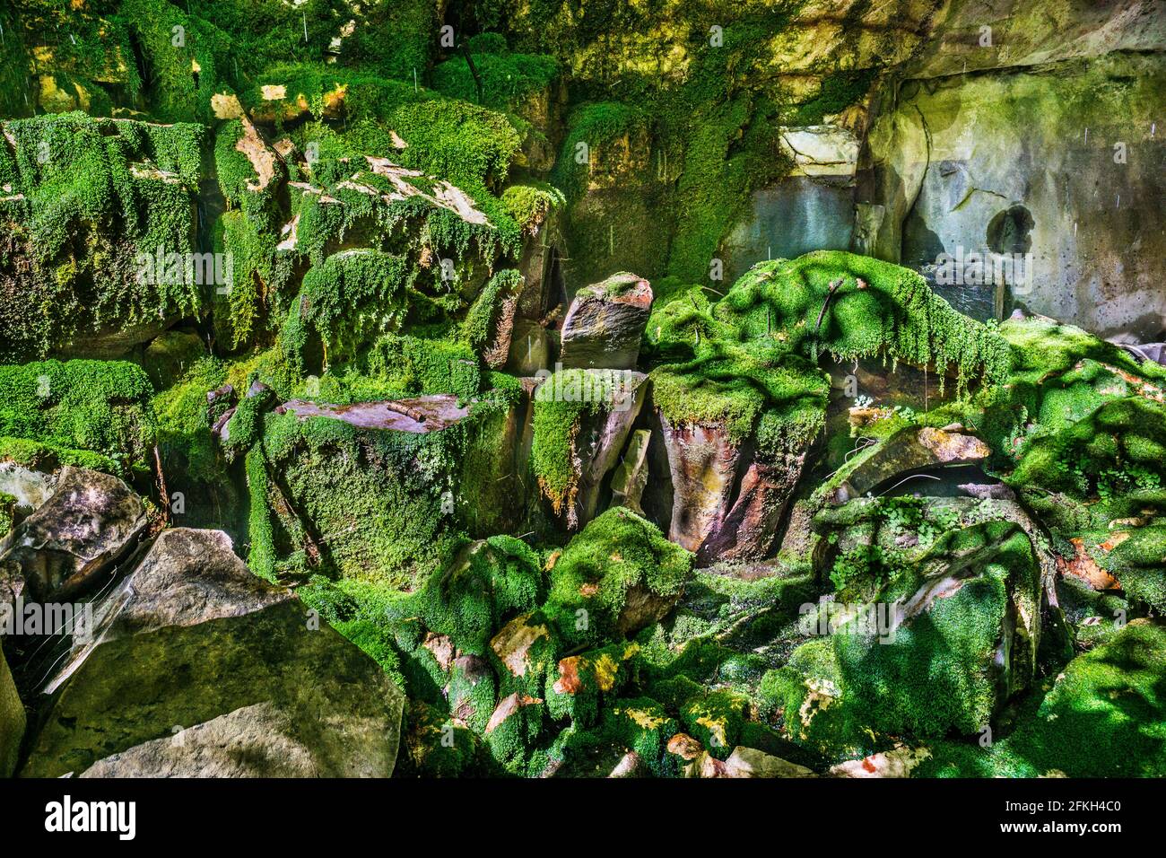 Lussureggianti tappeti di mossi, felci e verwart a causa di una costante trckle d'acqua presso il giardino muschio in Carnarvon Gorge, Carnarvon National Park, Maranoa Foto Stock