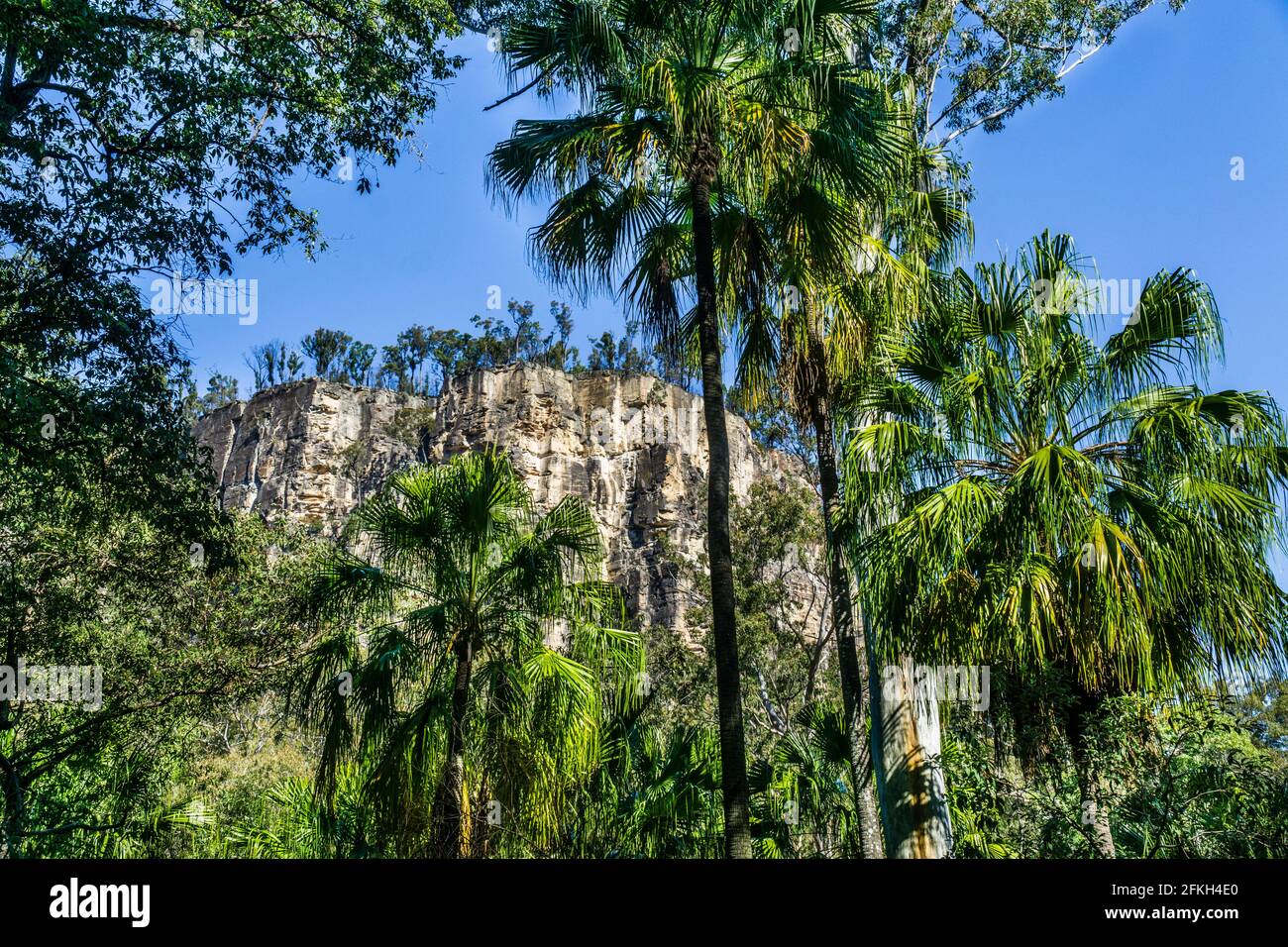 Carnarvon Fan Palms sullo sfondo di spettacolari pareti rocciose a Carnarvon Gorge, Carnarvon National Park, Maranoa Region; Central Queensland, Aust Foto Stock