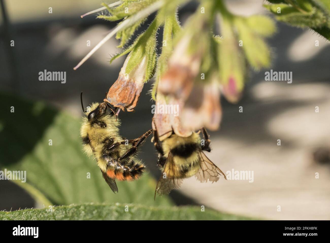 API su Comfrey Foto Stock