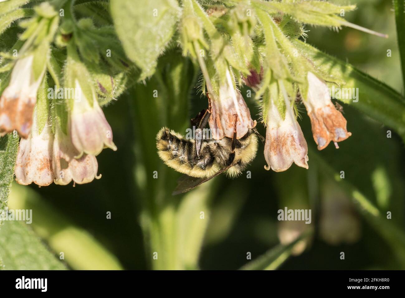 Ape sulla pianta di Comfrey Foto Stock