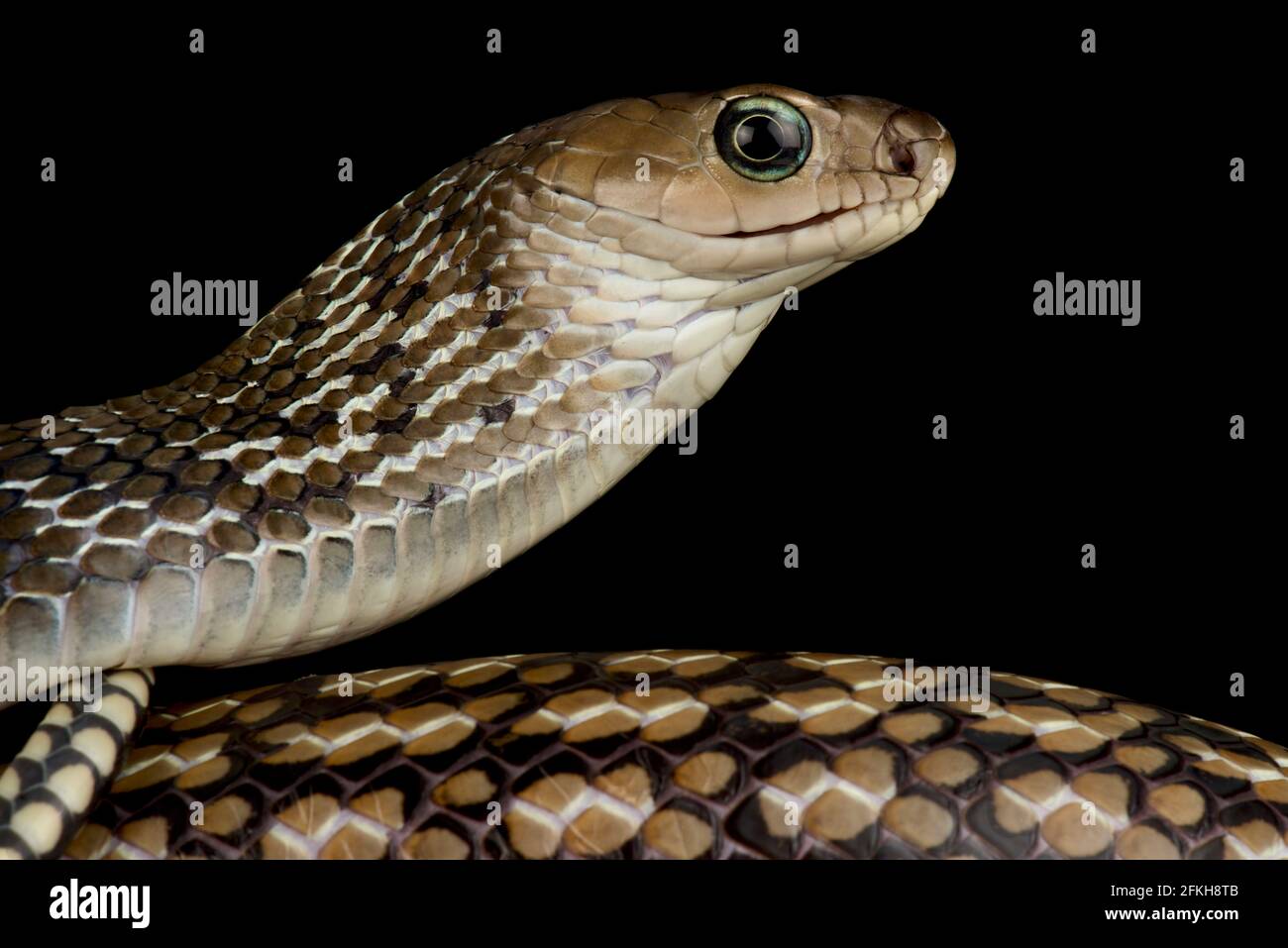 Serpente di rat Keeled (Ptyas carinata) Foto Stock