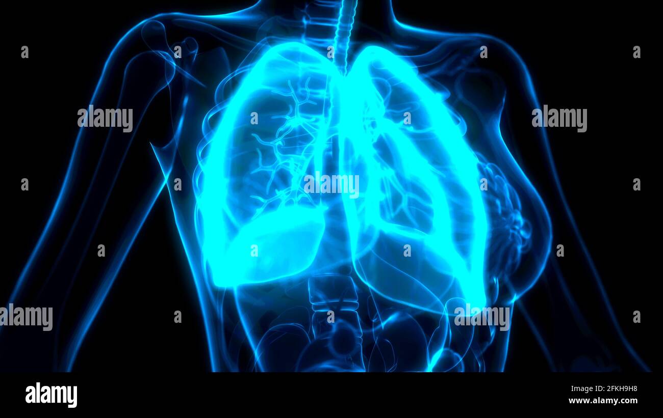cg medicina illustrazione 3d, polmoni umani sulla scansione a raggi x. Foto Stock