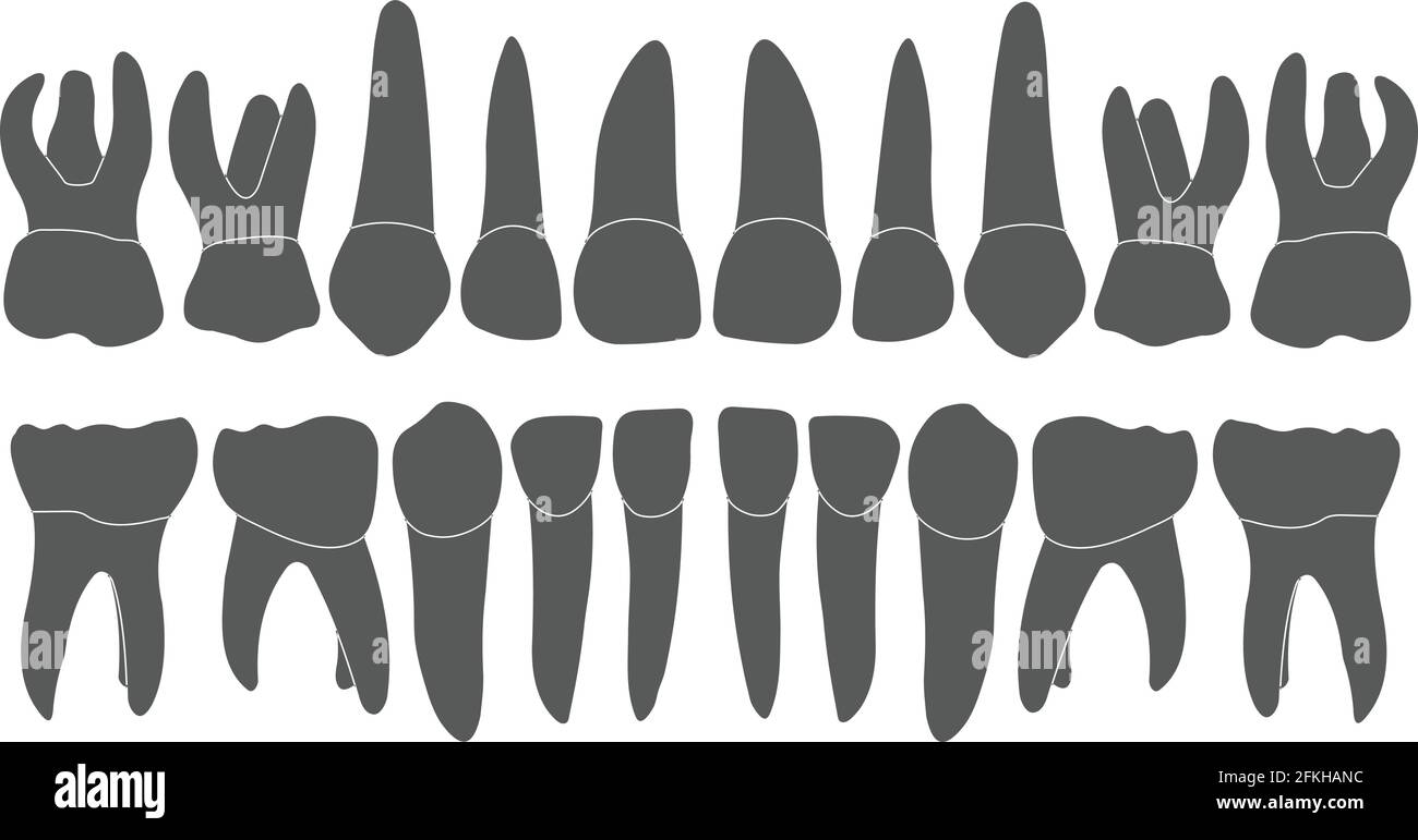 denti del bambino - corona e radice Illustrazione Vettoriale