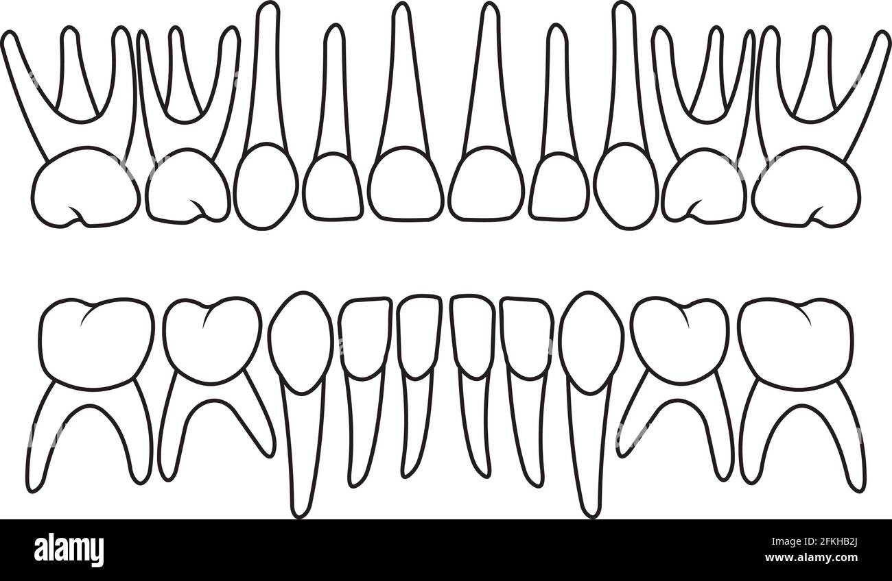 dentizione dei denti del bambino Illustrazione Vettoriale