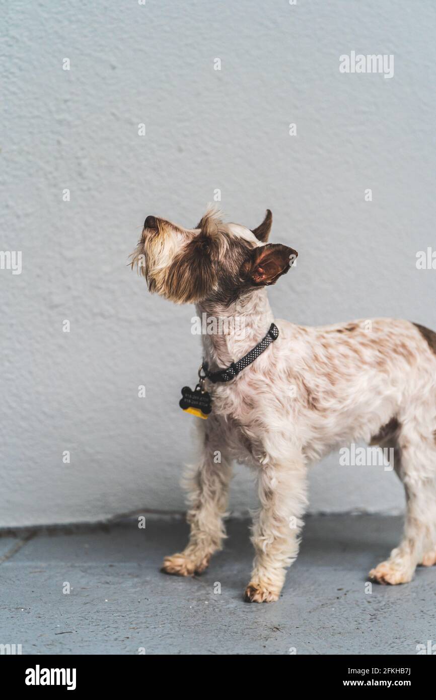 Schnauzer in miniatura guardando in alto Foto Stock