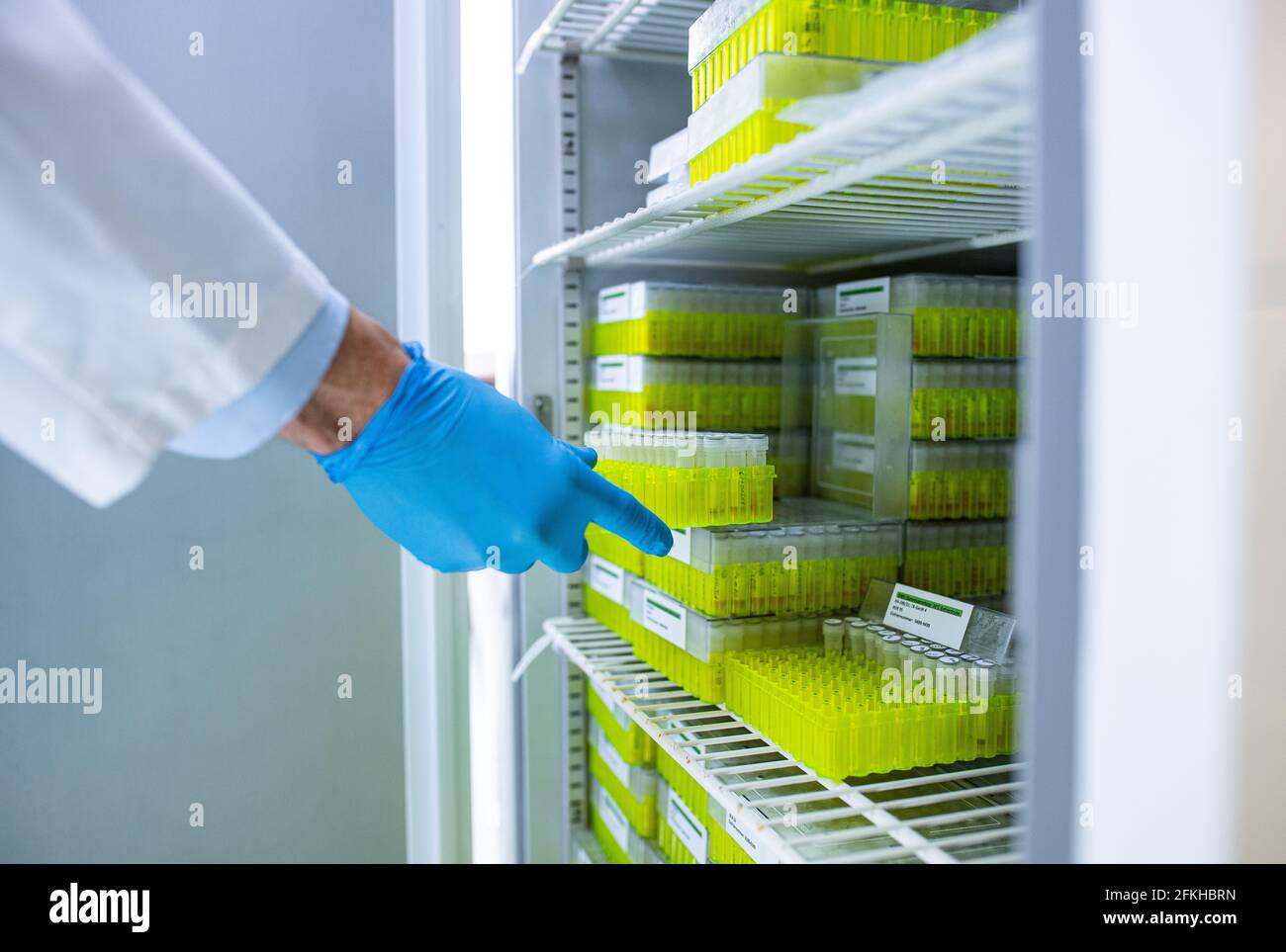 PRODUZIONE - 22 aprile 2021, Nord Reno-Westfalia, Münster: Il Prof.  Alexander Mellmann, esperto EHEC, specialista in microbiologia e igiene  presso l'Ospedale Universitario di Münster, preleva campioni di germi vari  da un frigorifero.