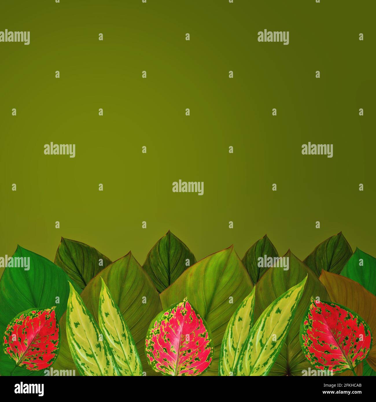 assortimento di foglie tropicali incorniciate in fondo alla pagina su sfondo verde Foto Stock