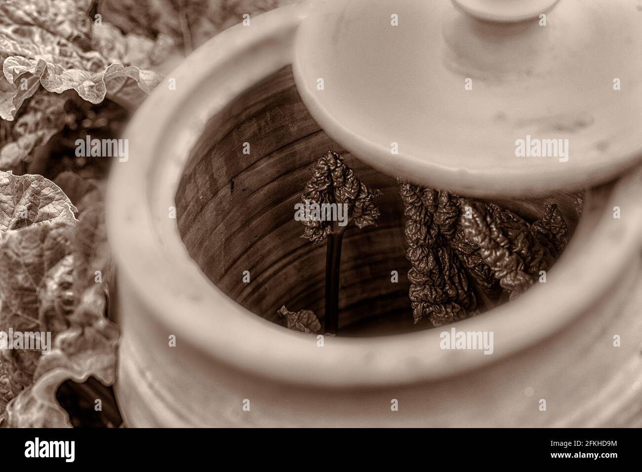 Seppia nera e bianca immagine retrò tonica di una pentola di forzatura Rhubarb in terracotta con coperchio che evoca una fotografia vittoriana, edoardiana o in stile anni '40 Foto Stock
