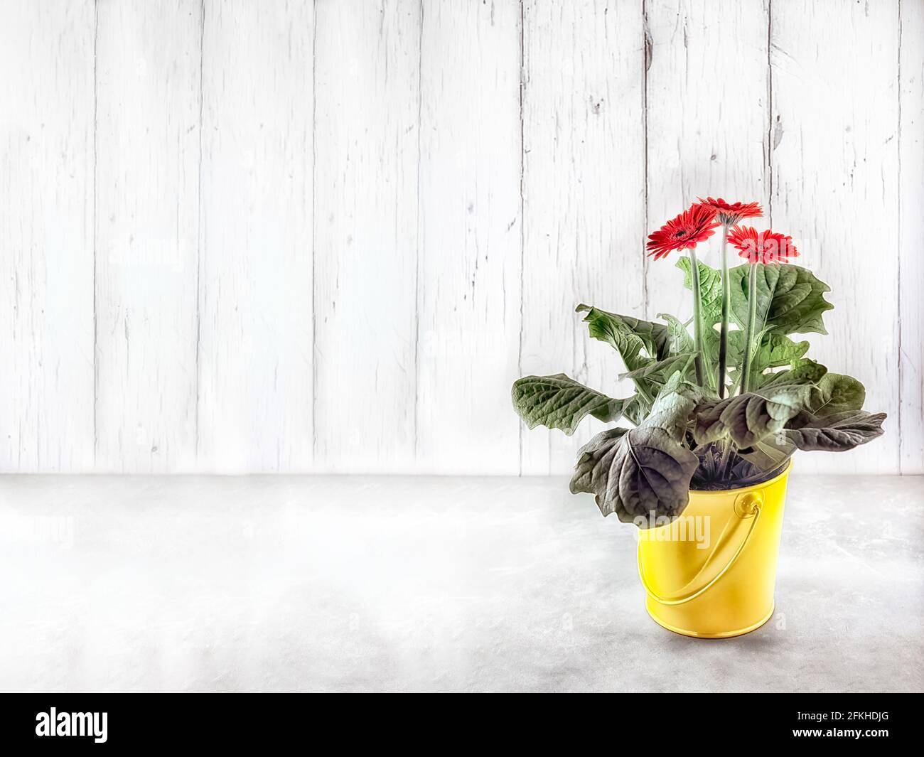 Bel fiore rosso Gerber in un secchio giallo contro bianco sfondo di legno con spazio di copia Foto Stock
