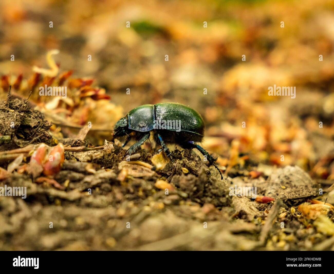 The Dung Beetle (Anoplotrupes stercorosus) - vista laterale più ravvicinata Foto Stock