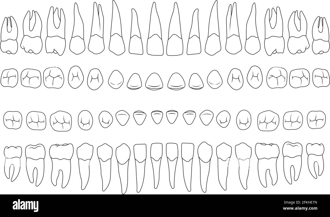 denti anatomicamente corretti Illustrazione Vettoriale