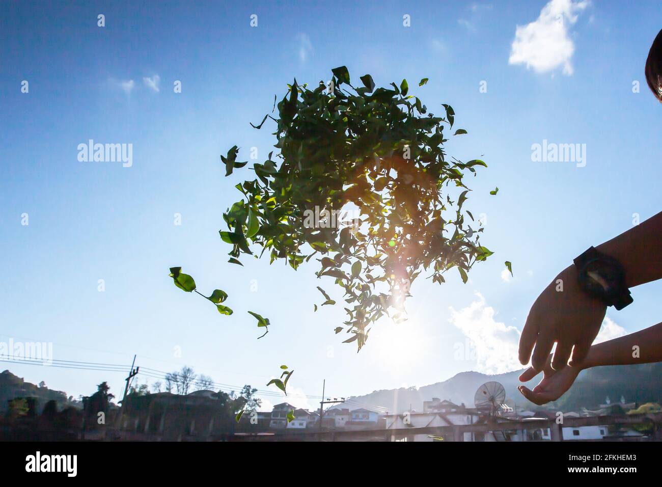 Un coltivatore di tè appassendo le foglie alla luce del sole e lasciato appassire, la prima fase di lavorazione dopo che le foglie sono raccolte. Doi Mae Salong, Thailandia. Foto Stock