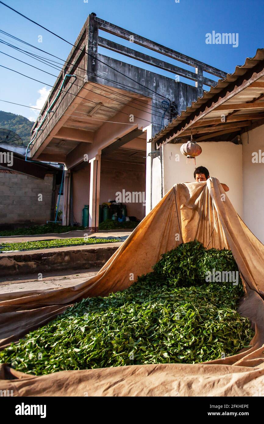 Coltivatore di tè che posa le foglie su tessuto a cortile per l'essiccazione naturale. Doi Mae Salong, Chiang Rai, Thailandia. Foto Stock