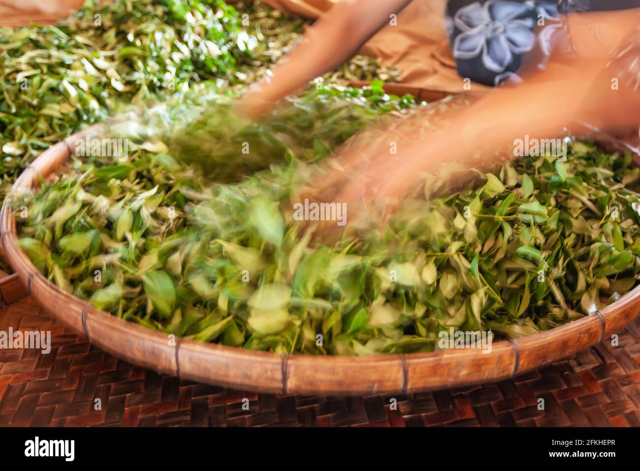 Un coltivatore di tè femminile che preme l'umidità dalle foglie sul cesto di bambù. Doi Mae Salong, Chiang Rai, Thailandia. Sfocatura del movimento, esposizione prolungata. Foto Stock