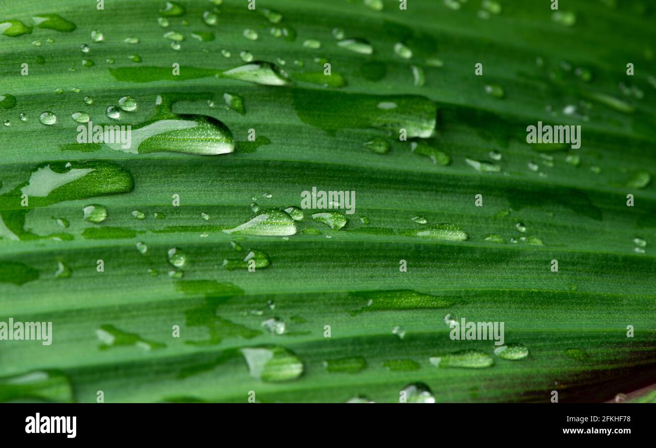 primo piano goccia d'acqua su verde lussureggiante fogliame dopo la radinatura. Foto Stock