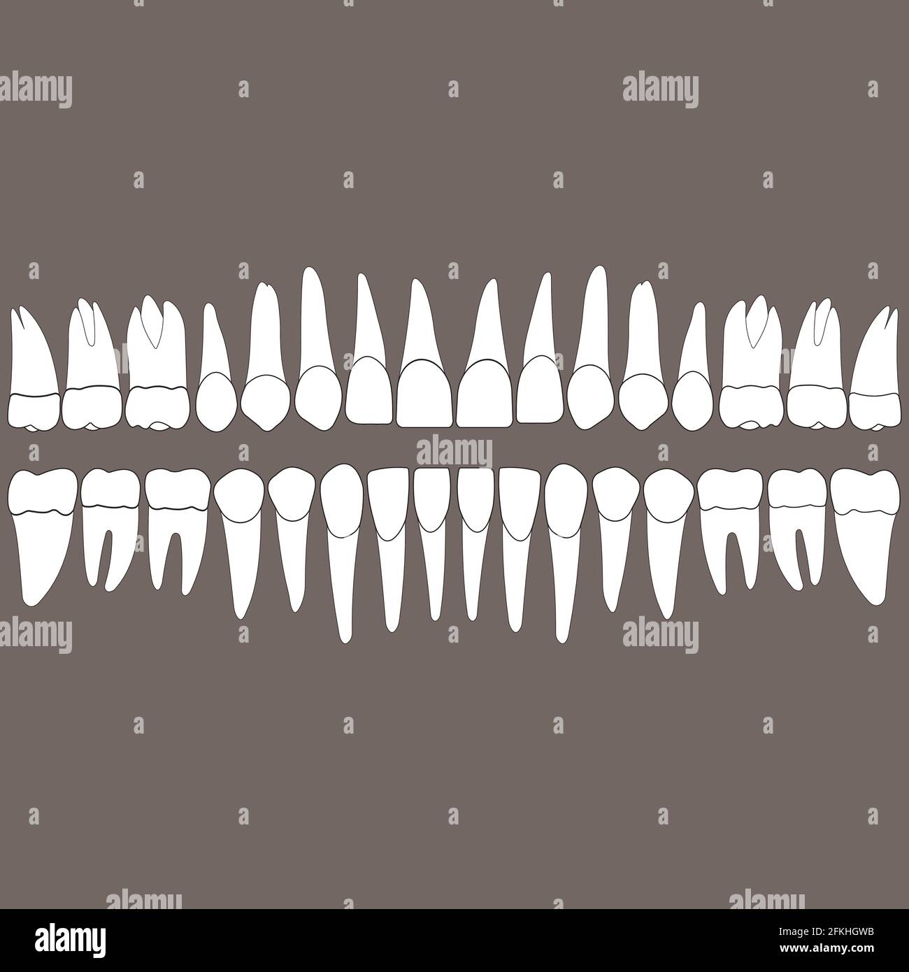 denti dentizione Illustrazione Vettoriale