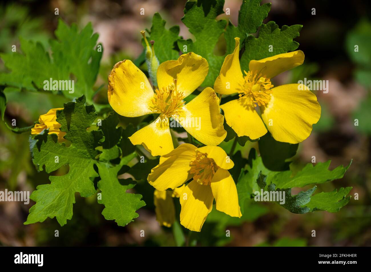 Celandina gialla in una foresta Foto Stock